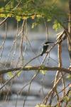 <img100*0:stuff/z/73640/bird%2520reference.3/i1262665456_1.jpg>