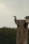<img100*0:stuff/z/73640/bird%2520reference.3/i1262665456_10.jpg>