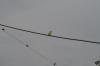 <img100*0:stuff/z/73640/bird%2520reference.3/i1262665456_11.jpg>