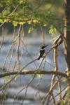 <img100*0:stuff/z/73640/bird%2520reference.3/i1262665456_2.jpg>