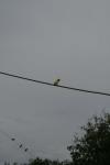 <img100*0:stuff/z/73640/bird%2520reference.3/i1262665456_3.jpg>