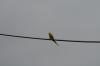<img100*0:stuff/z/73640/bird%2520reference.3/i1262665456_4.jpg>