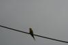 <img100*0:stuff/z/73640/bird%2520reference.3/i1262665456_5.jpg>