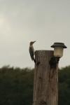 <img100*0:stuff/z/73640/bird%2520reference.3/i1262665456_6.jpg>