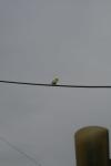 <img100*0:stuff/z/73640/bird%2520reference.3/i1262665456_7.jpg>