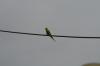 <img100*0:stuff/z/73640/bird%2520reference.3/i1262665456_8.jpg>