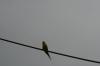 <img100*0:stuff/z/73640/bird%2520reference.3/i1262665456_9.jpg>