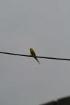 <img100*0:stuff/z/73640/bird%2520reference.3/i1262665457_12.jpg>