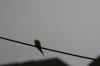 <img100*0:stuff/z/73640/bird%2520reference.3/i1262665457_13.jpg>