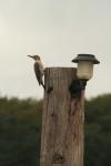 <img100*0:stuff/z/73640/bird%2520reference.3/i1262665457_14.jpg>