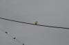 <img100*0:stuff/z/73640/bird%2520reference.3/i1262665457_15.jpg>