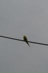 <img100*0:stuff/z/73640/bird%2520reference.3/i1262665457_16.jpg>