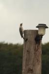 <img100*0:stuff/z/73640/bird%2520reference.3/i1262665457_17.jpg>