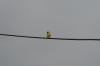 <img100*0:stuff/z/73640/bird%2520reference.3/i1262665457_18.jpg>