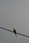 <img100*0:stuff/z/73640/bird%2520reference.3/i1262665457_19.jpg>
