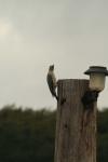 <img100*0:stuff/z/73640/bird%2520reference.3/i1262665457_20.jpg>