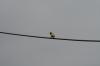 <img100*0:stuff/z/73640/bird%2520reference.3/i1262665457_21.jpg>
