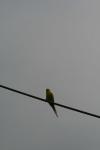 <img100*0:stuff/z/73640/bird%2520reference.3/i1262665457_22.jpg>