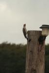 <img100*0:stuff/z/73640/bird%2520reference.3/i1262665457_23.jpg>
