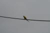 <img100*0:stuff/z/73640/bird%2520reference.3/i1262665457_24.jpg>