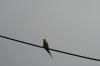 <img100*0:stuff/z/73640/bird%2520reference.3/i1262665458_25.jpg>