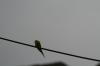 <img100*0:stuff/z/73640/bird%2520reference.3/i1262667027_1.jpg>