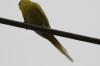 <img100*0:stuff/z/73640/bird%2520reference.3/i1262667027_10.jpg>