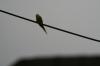 <img100*0:stuff/z/73640/bird%2520reference.3/i1262667027_2.jpg>