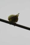 <img100*0:stuff/z/73640/bird%2520reference.3/i1262667027_3.jpg>