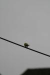 <img100*0:stuff/z/73640/bird%2520reference.3/i1262667027_4.jpg>
