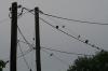 <img100*0:stuff/z/73640/bird%2520reference.3/i1262667027_5.jpg>