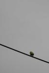 <img100*0:stuff/z/73640/bird%2520reference.3/i1262667027_6.jpg>