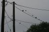 <img100*0:stuff/z/73640/bird%2520reference.3/i1262667027_7.jpg>