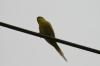<img100*0:stuff/z/73640/bird%2520reference.3/i1262667027_8.jpg>