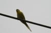 <img100*0:stuff/z/73640/bird%2520reference.3/i1262667027_9.jpg>