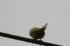 <img100*0:stuff/z/73640/bird%2520reference.3/i1262667028_11.jpg>