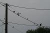 <img100*0:stuff/z/73640/bird%2520reference.3/i1262667679_1.jpg>