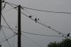 <img100*0:stuff/z/73640/bird%2520reference.3/i1262667679_2.jpg>