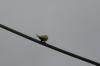 <img100*0:stuff/z/73640/bird%2520reference.3/i1262667679_3.jpg>