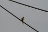 <img100*0:stuff/z/73640/bird%2520reference.3/i1262667679_4.jpg>
