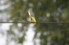 <img100*0:stuff/z/73640/bird%2520reference.3/i1262667679_5.jpg>