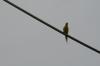 <img100*0:stuff/z/73640/bird%2520reference.3/i1262667679_6.jpg>