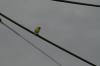 <img100*0:stuff/z/73640/bird%2520reference.3/i1262667679_7.jpg>