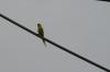 <img100*0:stuff/z/73640/bird%2520reference.3/i1262667679_8.jpg>