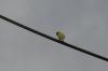 <img100*0:stuff/z/73640/bird%2520reference.3/i1262667679_9.jpg>
