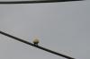 <img100*0:stuff/z/73640/bird%2520reference.3/i1262667680_10.jpg>