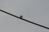 <img100*0:stuff/z/73640/bird%2520reference.3/i1262667680_11.jpg>