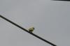 <img100*0:stuff/z/73640/bird%2520reference.3/i1262667680_12.jpg>