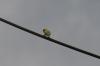 <img100*0:stuff/z/73640/bird%2520reference.3/i1262668376_1.jpg>