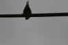 <img100*0:stuff/z/73640/bird%2520reference.3/i1262668376_10.jpg>